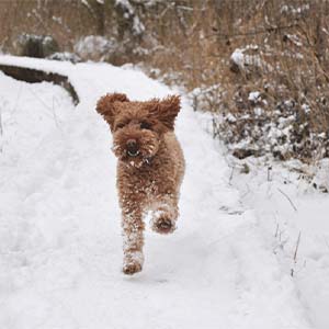 Védd meg kutyád egészségét a téli hidegben is!
