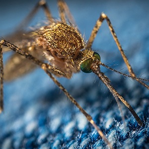 Így védekezz a szúnyogok ellen