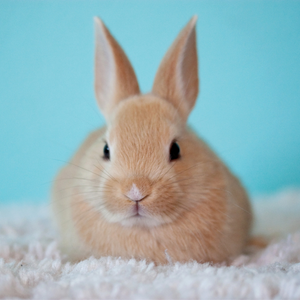 10 ok amiért bunnyNature terméket válasszunk a kedvenceinknek!
