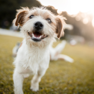 Miért fontos az immunerősítés a kutyáknak?