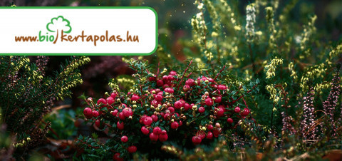 www.biokertapolas.hu-img